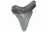 Juvenile Megalodon Tooth - South Carolina #370170-1